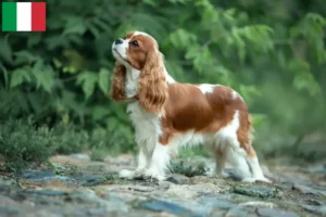 Read more about the article Cavalier King Charles Spaniel opdrættere og hvalpe i Italien
