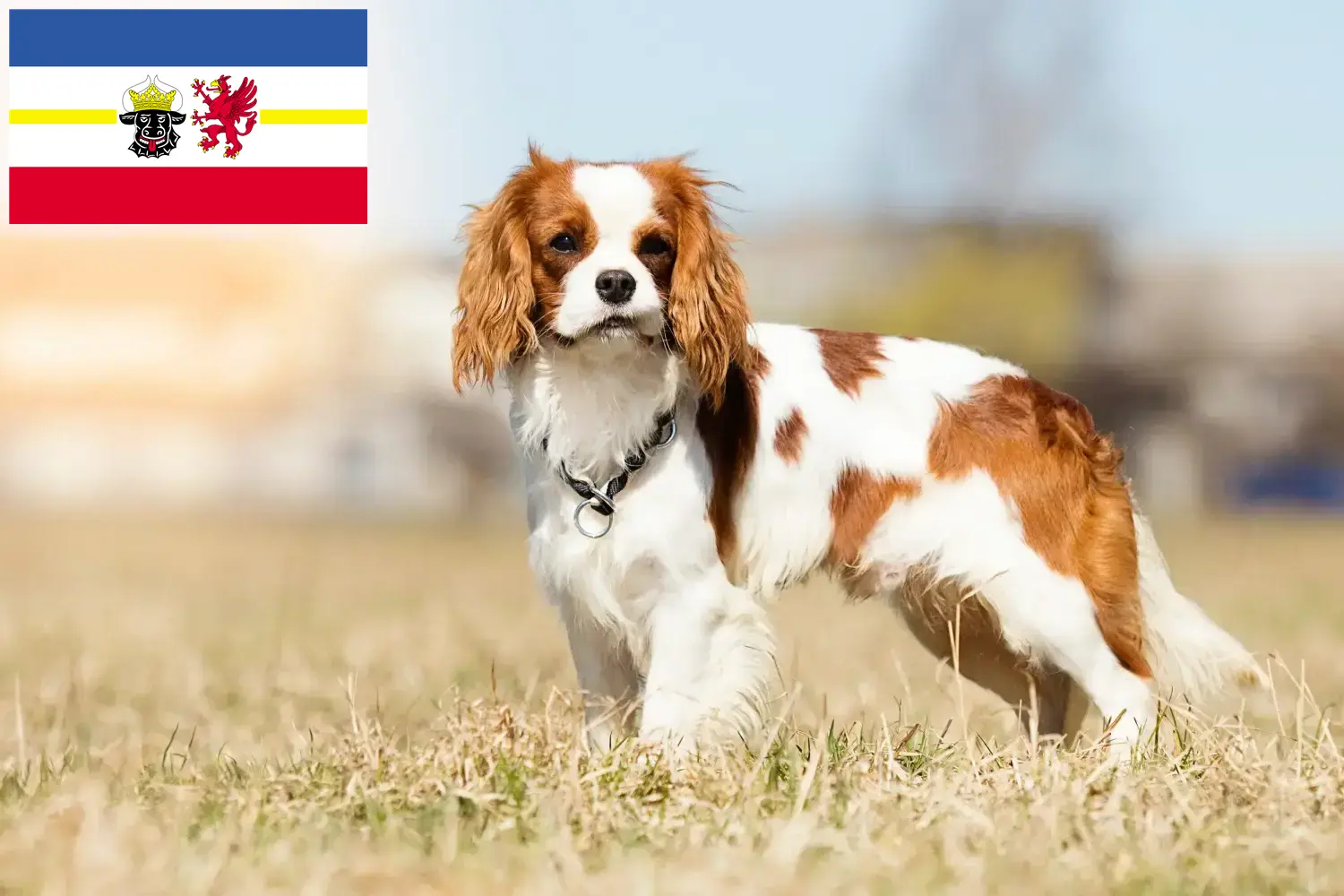 Read more about the article Cavalier King Charles Spaniel opdrættere og hvalpe i Mecklenburg-Vorpommern