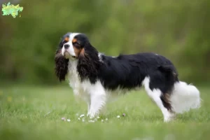 Read more about the article Cavalier King Charles Spaniel opdrættere og hvalpe i Midtjylland