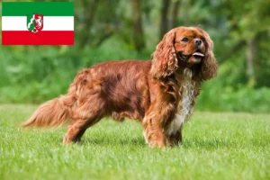 Read more about the article Cavalier King Charles Spaniel opdrættere og hvalpe i Nordrhein-Westfalen