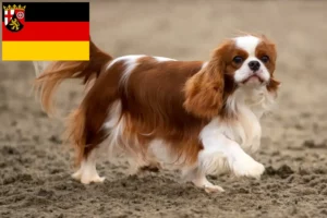 Read more about the article Cavalier King Charles Spaniel opdrættere og hvalpe i Rheinland-Pfalz