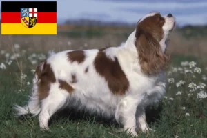 Read more about the article Cavalier King Charles Spaniel opdrættere og hvalpe i Saarland