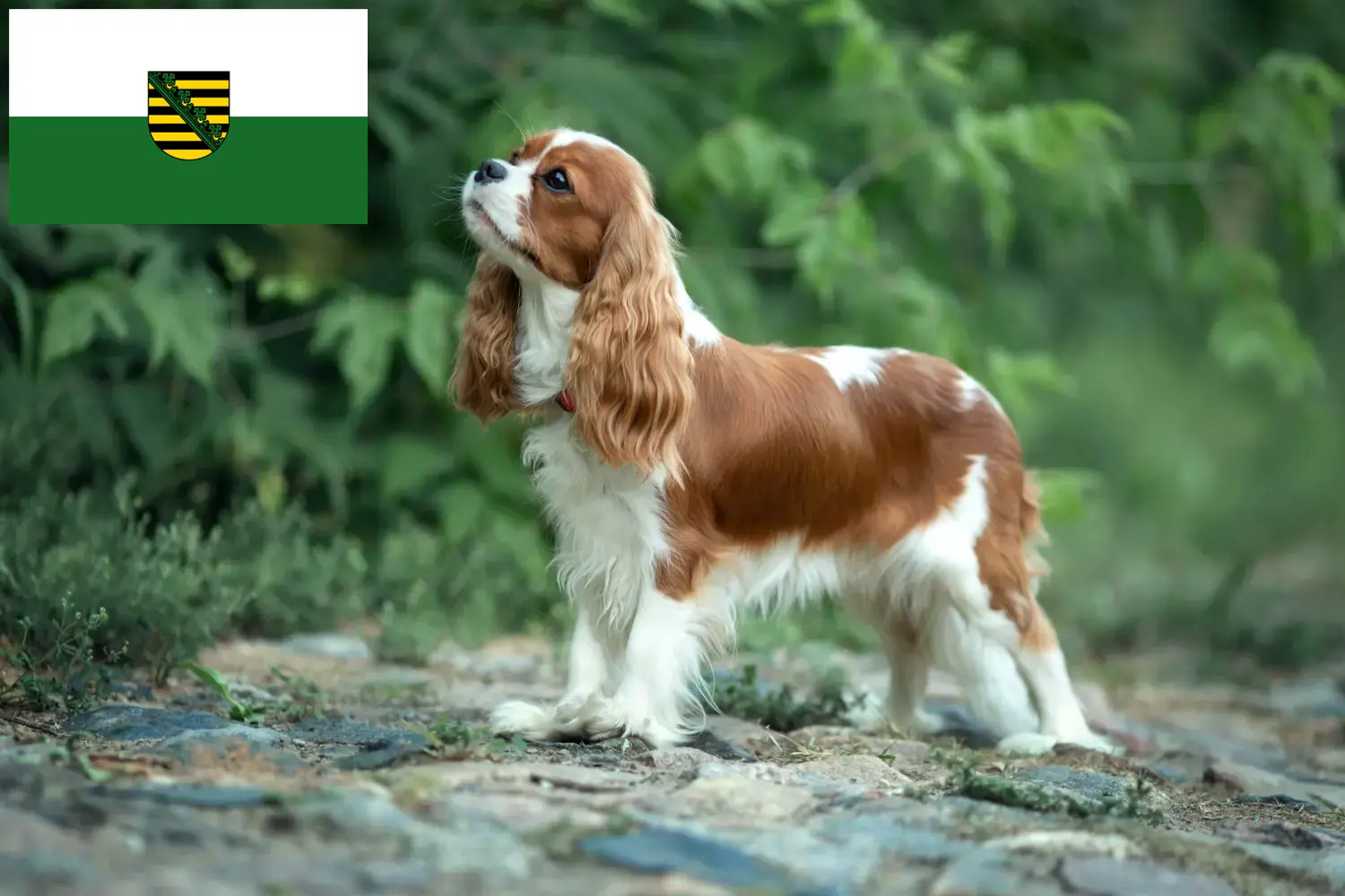 Read more about the article Cavalier King Charles Spaniel opdrættere og hvalpe i Sachsen
