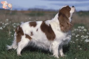 Read more about the article Cavalier King Charles Spaniel opdrættere og hvalpe i Syddanmark