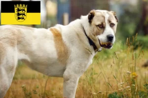Read more about the article Centralasiatisk hyrdehundeopdrætter og hvalpe i Baden-Württemberg