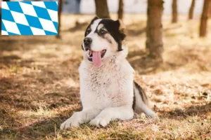 Read more about the article Centralasiatisk hyrdehundeopdrætter og hvalpe i Bayern