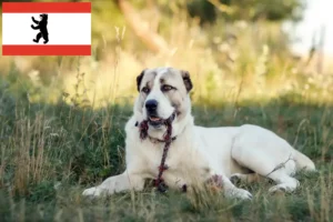 Read more about the article Centralasiatisk hyrdehundeopdrætter og hvalpe i Berlin