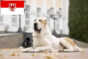 Read more about the article Centralasiatisk hyrdehundeopdrætter og hvalpe i Brandenburg