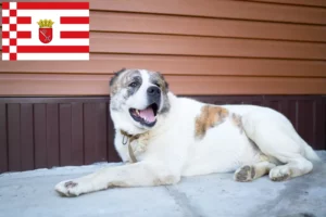 Read more about the article Centralasiatisk hyrdehundeopdrætter og hvalpe i Bremen