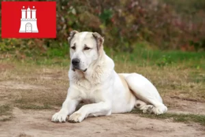 Read more about the article Centralasiatisk hyrdehundeopdrætter og hvalpe i Hamborg