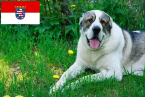 Read more about the article Centralasiatisk hyrdehundeopdrætter og hvalpe i Hessen