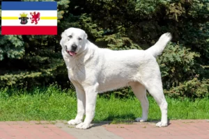 Read more about the article Centralasiatisk hyrdehundeopdrætter og hvalpe i Mecklenburg-Vorpommern