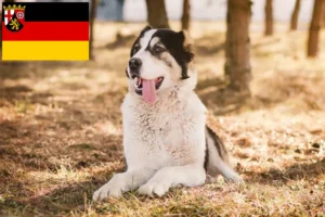 Read more about the article Centralasiatisk hyrdehundeopdrætter og hvalpe i Rheinland-Pfalz
