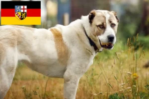 Read more about the article Centralasiatisk hyrdehundeopdrætter og hvalpe i Saarland