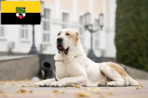 Read more about the article Centralasiatisk hyrdehundeopdrætter og hvalpe i Sachsen-Anhalt