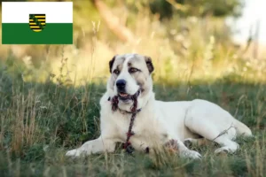 Read more about the article Centralasiatisk hyrdehundeopdrætter og hvalpe i Sachsen
