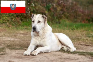 Read more about the article Centralasiatisk hyrdehundeopdrætter og hvalpe i Thüringen