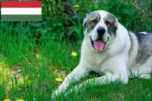 Read more about the article Centralasiatisk hyrdehundeopdrætter og hvalpe i Ungarn