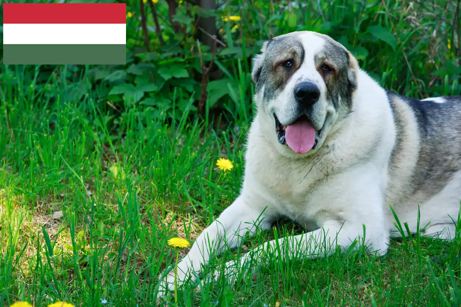 Read more about the article Centralasiatisk hyrdehundeopdrætter og hvalpe i Ungarn