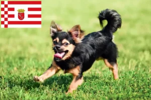 Read more about the article Chihuahua-opdrættere og hvalpe i Bremen