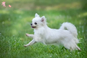 Read more about the article Chihuahua-opdrættere og hvalpe i Hovedstaden