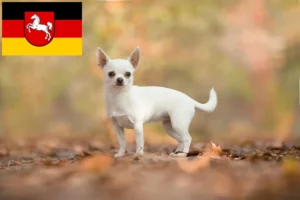 Read more about the article Chihuahua-opdrættere og hvalpe i Niedersachsen