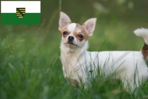 Read more about the article Chihuahua-opdrættere og hvalpe i Sachsen
