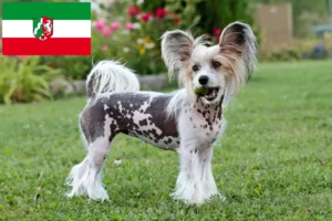 Read more about the article Chinese Crested Dog opdrættere og hvalpe i Nordrhein-Westfalen