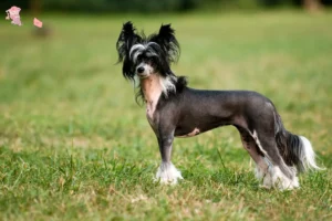 Read more about the article Chinese Crested Dog opdrætter og hvalpe i Hovedstaden