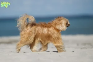 Read more about the article Chinese Crested Dog opdrætter og hvalpe i Midtjylland