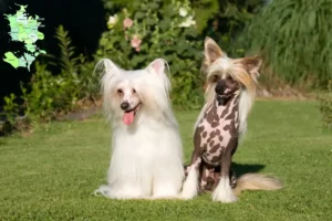 Read more about the article Chinese Crested Dog opdrættere og hvalpe på Sjælland