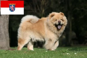 Read more about the article Chow-Chow opdrættere og hvalpe i Hessen