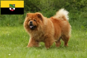 Read more about the article Chow-Chow opdrættere og hvalpe i Sachsen-Anhalt