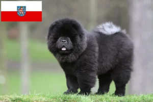 Read more about the article Chow-Chow opdrættere og hvalpe i Thüringen