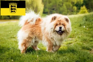 Read more about the article Chow-Chow opdrættere og hvalpe i Baden-Württemberg