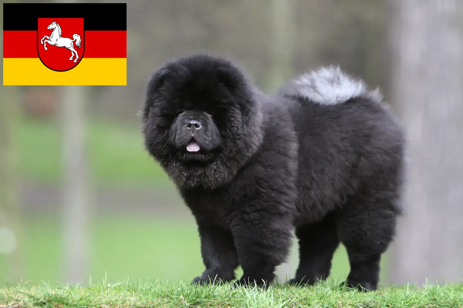 Read more about the article Chow-Chow opdrættere og hvalpe i Niedersachsen