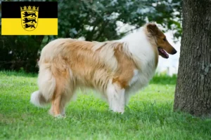 Read more about the article Collieopdrættere og hvalpe i Baden-Württemberg