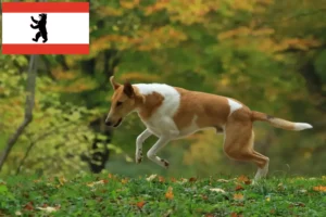 Read more about the article Collieopdrættere og hvalpe i Berlin
