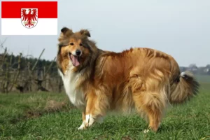 Read more about the article Collieopdrættere og hvalpe i Brandenburg