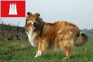 Read more about the article Collieopdrættere og hvalpe i Hamborg