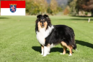 Read more about the article Collieopdrættere og hvalpe i Hessen