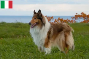 Read more about the article Collieopdrættere og hvalpe i Italien