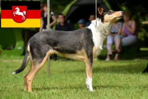 Read more about the article Collieopdrættere og hvalpe i Niedersachsen