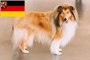 Read more about the article Collieopdrættere og hvalpe i Rheinland-Pfalz