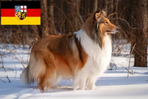 Read more about the article Collieopdrættere og hvalpe i Saarland