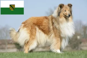 Read more about the article Collieopdrættere og hvalpe i Sachsen