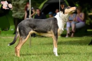 Read more about the article Collie opdrættere og hvalpe i Syddanmark