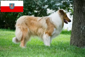 Read more about the article Collieopdrættere og hvalpe i Thüringen