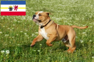 Read more about the article Continental Bulldog opdrættere og hvalpe i Mecklenburg-Vorpommern