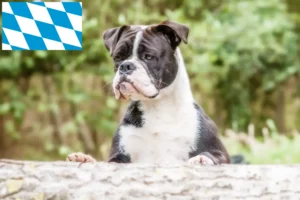 Read more about the article Continental Bulldog opdrættere og hvalpe i Bayern